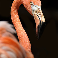 Buy canvas prints of Pink Flamingo by Roy Evans