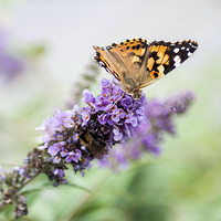 Buy canvas prints of Painted Lady Butterfly by Judith Parkyn
