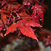 Buy canvas prints of Red leaves by chantelle devlin
