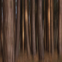 Buy canvas prints of Abstract Trees by Dave Evans