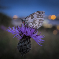 Buy canvas prints of Marbled White Butterfly by Ashley Chaplin