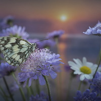 Buy canvas prints of Marbled White Butterly at sunset by Ashley Chaplin