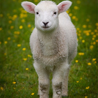 Buy canvas prints of Spring Lamb by Ashley Chaplin