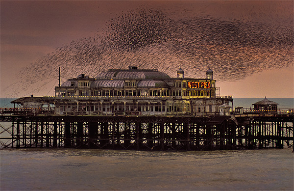 West Pier Starlings, Brighton Acrylic by Ashley Chaplin