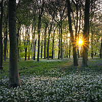 Buy canvas prints of Sunset in Wildhams Wood by Ashley Chaplin