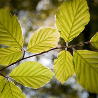 Buy canvas prints of Beech Leaves in Spring by Ashley Chaplin