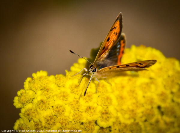Small Copper Butterfly Picture Board by Mike Shields