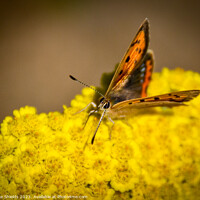 Buy canvas prints of Small Copper Butterfly by Mike Shields