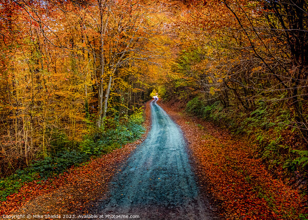 An Autumn Path Picture Board by Mike Shields