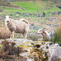 Buy canvas prints of Sheep and Lamb by Mike Shields