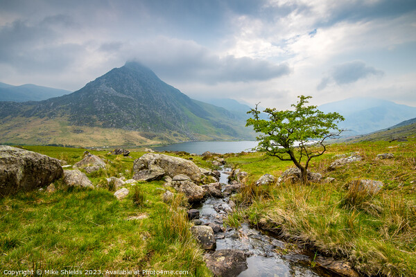 Lone Tree and Tryfan Picture Board by Mike Shields