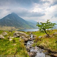 Buy canvas prints of Lone Tree and Tryfan by Mike Shields