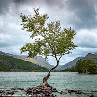 Buy canvas prints of The Lone Tree by Mike Shields