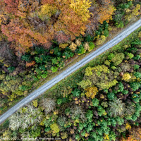 Buy canvas prints of Top down Forest Road by Mike Shields