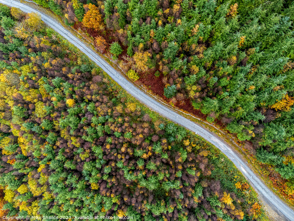 Forest Road by Drone Picture Board by Mike Shields