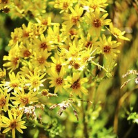 Buy canvas prints of Yellow Flowers by lauren whiting