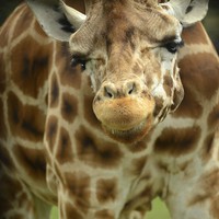 Buy canvas prints of Giraffe Face by lauren whiting