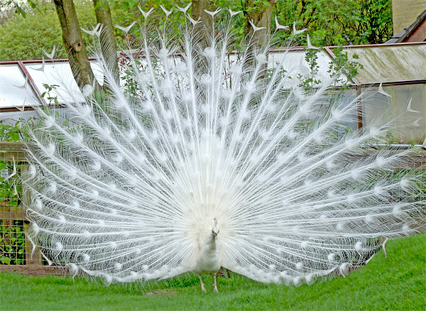 Elegant White Peacock displaying Picture Board by philip clarke