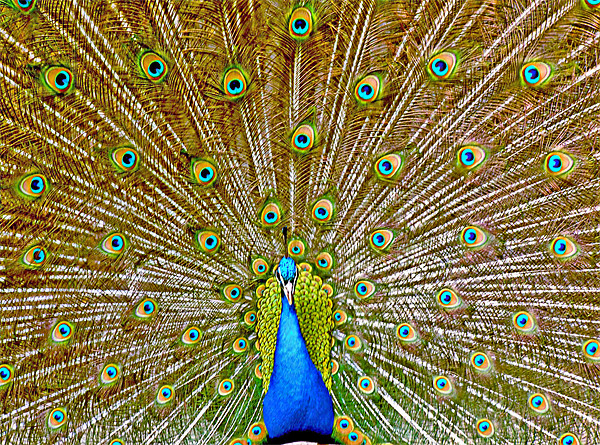 Peacock Tail Display Picture Board by philip clarke