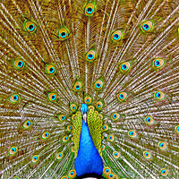 Buy canvas prints of Peacock Tail Display by philip clarke