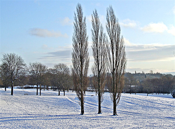 Three Trees in a Winter Parkland Picture Board by philip clarke