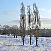Buy canvas prints of Three Trees in a Winter Parkland by philip clarke