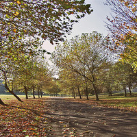 Buy canvas prints of Autumn in the Park by philip clarke
