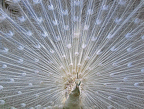 White Peacock Tail Display Picture Board by philip clarke