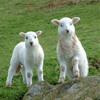 Buy canvas prints of Two Welsh Lambs posing by philip clarke