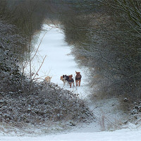 Buy canvas prints of Dogs in Snow by philip clarke