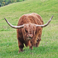 Buy canvas prints of Brown Longhorned Highland Cow by philip clarke