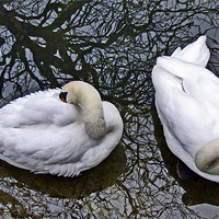 Buy canvas prints of Two Swans from Above by philip clarke