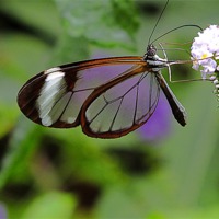 Buy canvas prints of Glasswing Butterfly feeding by philip clarke