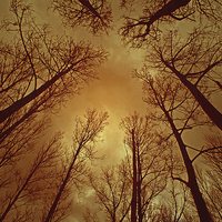 Buy canvas prints of  TREES REACHING TO A THUNDEROUS SKY by philip clarke
