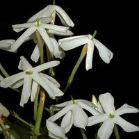 Buy canvas prints of  Scented Jasmine Flower Heads by philip clarke