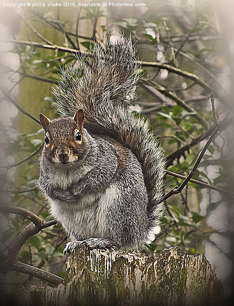  Grey Squirrel on Tree Stump Picture Board by philip clarke