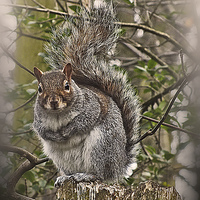Buy canvas prints of  Grey Squirrel on Tree Stump by philip clarke