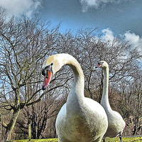 Buy canvas prints of  Two Swans against Cloudy Sky by philip clarke
