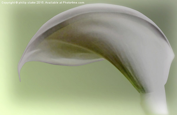 White Calla Lily with Green Tint Picture Board by philip clarke