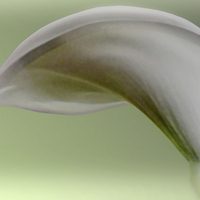 Buy canvas prints of  White Calla Lily with Green Tint by philip clarke