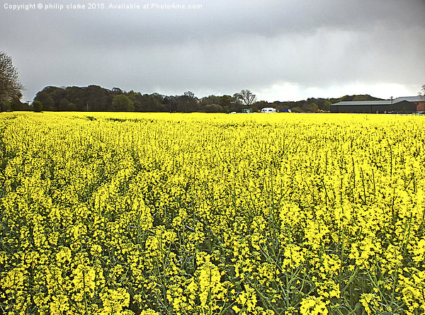  Field of Yellow (Rapeseed Crop) Picture Board by philip clarke