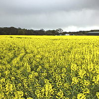 Buy canvas prints of  Field of Yellow (Rapeseed Crop) by philip clarke