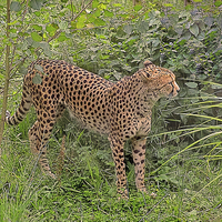 Buy canvas prints of  Cheetah amongst Green Foliage by philip clarke