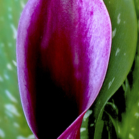 Buy canvas prints of Purple Calla Lily by philip clarke