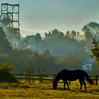 Buy canvas prints of Horse Grazing in Early Morning Mist by philip clarke