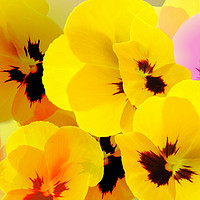 Buy canvas prints of Flower mix, Viola-Pansies by philip clarke