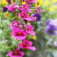 Buy canvas prints of Cottage Garden Flowers by philip clarke