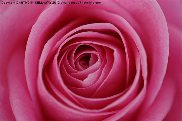 heart of the rose Picture Board by Anthony Kellaway