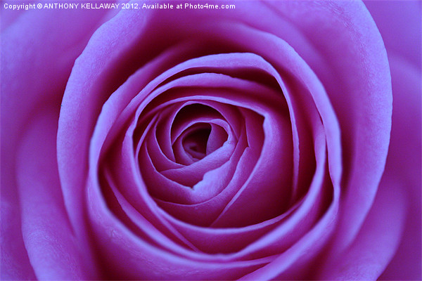 LILAC ROSE CLOSE UP Picture Board by Anthony Kellaway