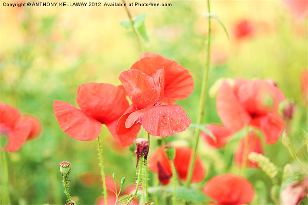poppies on a windy day Picture Board by Anthony Kellaway